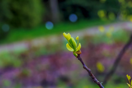 Tulip liriodendron is a beautiful ornamental tree. Tulip liriodendron in early spring. Close-up.の写真素材