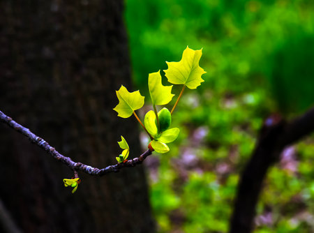 Tulip liriodendron is a beautiful ornamental tree. Tulip liriodendron in early spring. Close-up.の写真素材