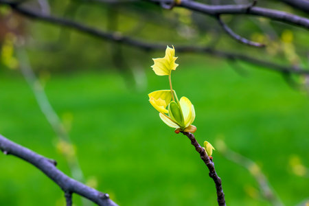 Tulip liriodendron is a beautiful ornamental tree. Tulip liriodendron in early spring. Close-up.