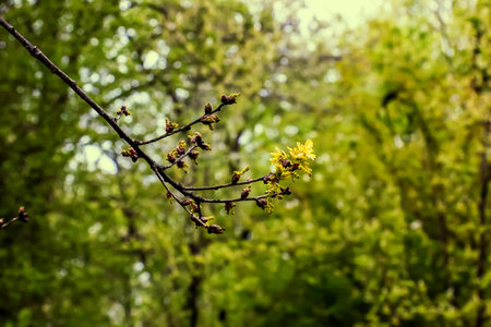 Sessile oak or Quercus petraea new springtime foliage and male catkinsの写真素材