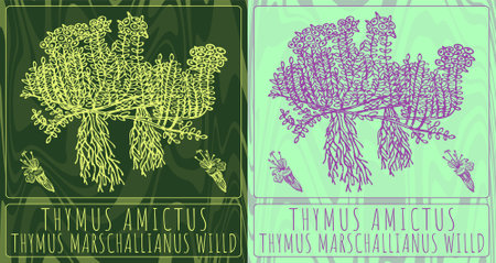 Vector drawings THYMUS AMICTUS. Hand drawn illustration. Latin name THYMUS MARSCHALLIANUS WILLD.のイラスト素材