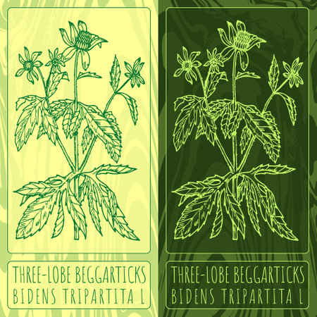 Vector drawings THREE-LOBE BEGGARTICKS. Hand drawn illustration. Latin name BIDENS TRIPARTITA L.のイラスト素材