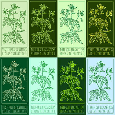 Set of vector drawings of THREE-LOBE BEGGARTICKS in different colors. Hand drawn illustration. Latin name BIDENS TRIPARTITA L.のイラスト素材