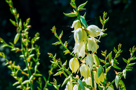 Many delicate white flowers of Yucca plant, commonly known as Adam's needle and threadの写真素材