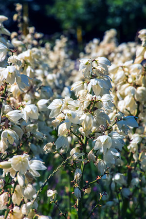 Many delicate white flowers of Yucca plant, commonly known as Adam's needle and threadの写真素材