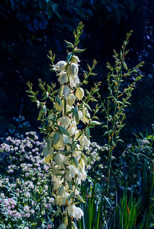 Many delicate white flowers of Yucca plant, commonly known as Adam's needle and threadの写真素材