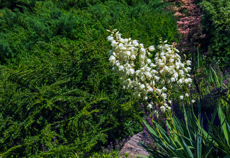 Many delicate white flowers of Yucca plant, commonly known as Adam's needle and threadの写真素材