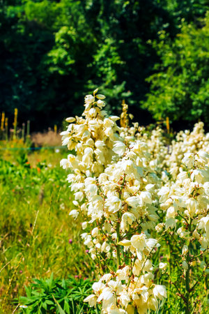Many delicate white flowers of Yucca plant, commonly known as Adam's needle and threadの写真素材