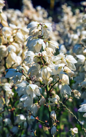Many delicate white flowers of Yucca plant, commonly known as Adam's needle and threadの写真素材