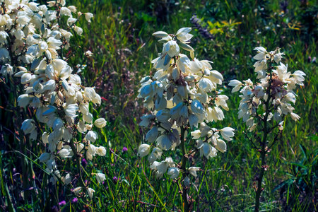 Many delicate white flowers of Yucca plant, commonly known as Adam's needle and threadの写真素材