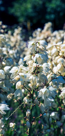 Many delicate white flowers of Yucca plant, commonly known as Adam's needle and threadの写真素材