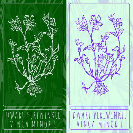 Vector drawings DWARF PERIWINKLE. Hand drawn illustration. Latin name VINCA MINOR L.のイラスト素材
