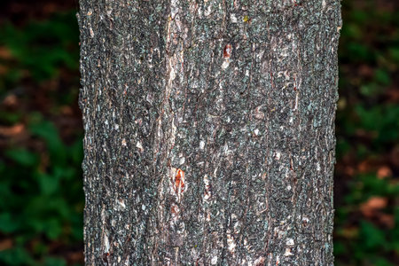 Turkish hazel bark texture or Corylus colurna. Natural leather nature background.の写真素材