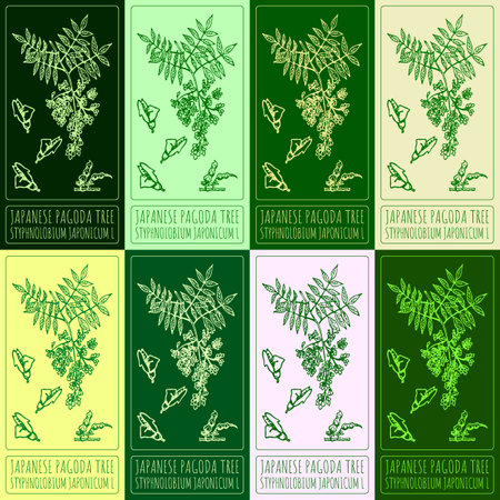 Set of vector drawings of JAPANESE PAGODA TREE in different colors. Hand drawn illustration. Latin name STYPHNOLOBIUM JAPONICUM L.のイラスト素材