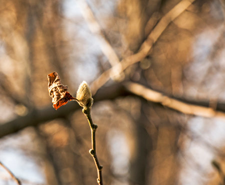 Fluffy magnolia buds on the branches. A genus of flowering plants in the family Magnoliaceae.の写真素材