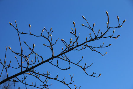 Fluffy magnolia buds on the branches. A genus of flowering plants in the family Magnoliaceae.の写真素材
