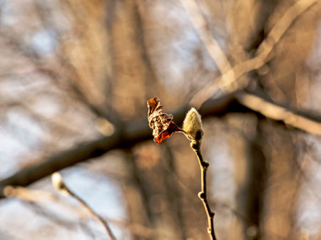 Fluffy magnolia buds on the branches. A genus of flowering plants in the family Magnoliaceae.の写真素材