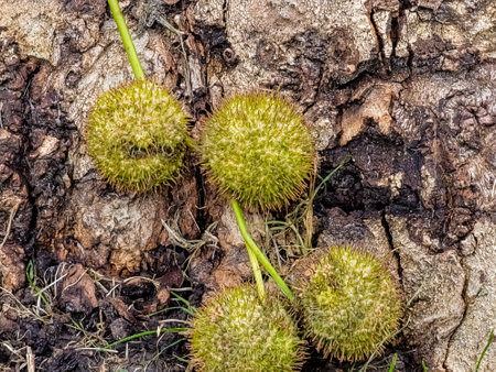 Fruit heads of the Platanus orientalis treeの写真素材