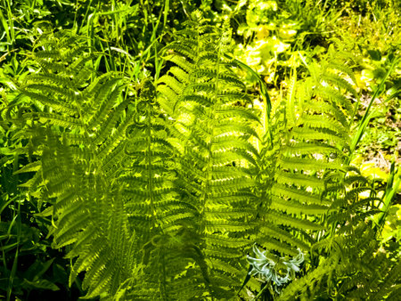 A closeup of the Green fronds on a Lady fern, a species of Athyrium filix-femina.の写真素材
