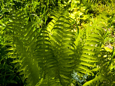 A closeup of the Green fronds on a Lady fern, a species of Athyrium filix-femina.の写真素材