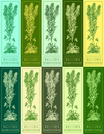 Set of vector drawings of WALLFLOWER in different colors. Hand drawn illustration. Latin name ERYSIMUM DIFFUSUM EHRH.のイラスト素材