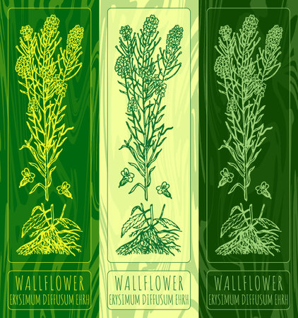 Vector drawings WALLFLOWER. Hand drawn illustration. Latin name ERYSIMUM DIFFUSUM EHRH.のイラスト素材