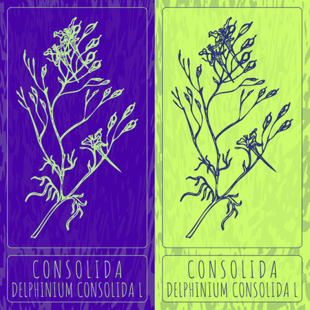 Vector drawings CONSOLIDA. Hand drawn illustration. Latin name DELPHINIUM CONSOLIDA L.のイラスト素材