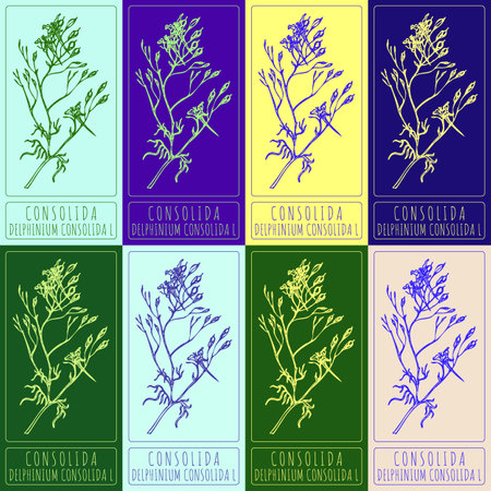 Set of vector drawings of CONSOLIDA in different colors. Hand drawn illustration. Latin name DELPHINIUM CONSOLIDA L.のイラスト素材