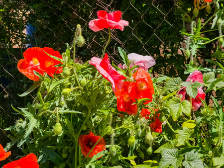 Papaver, common poppy, Group of poppy flowers close up, selective focusの写真素材