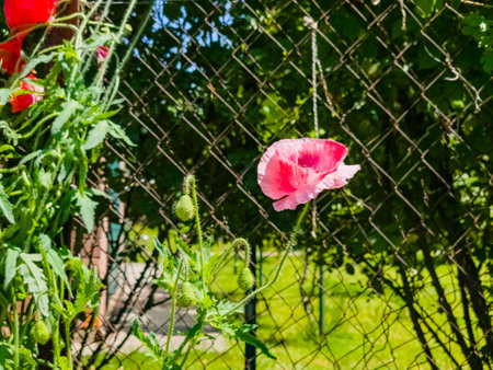 Papaver, common poppy, Group of poppy flowers close up, selective focusの写真素材