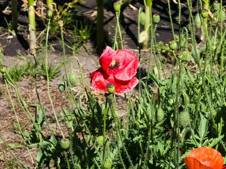 Papaver, common poppy, Group of poppy flowers close up, selective focusの写真素材