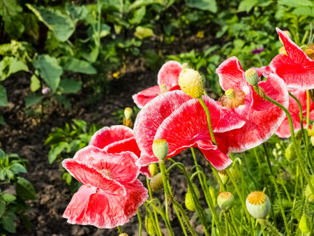 Papaver, common poppy, Group of poppy flowers close up, selective focusの写真素材