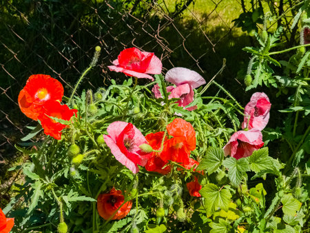 Papaver, common poppy, Group of poppy flowers close up, selective focusの写真素材