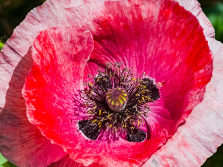 Poppy flower close up. Papaver orientale in bright sunlight.の写真素材