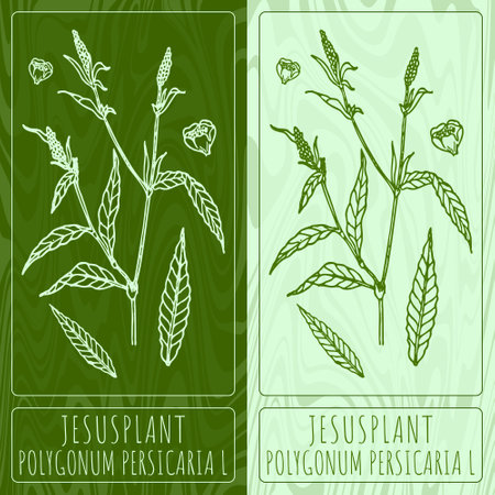 Vector drawings JESUSPLANT. Hand drawn illustration. Latin name POLYGONUM PERSICARIA L.のイラスト素材