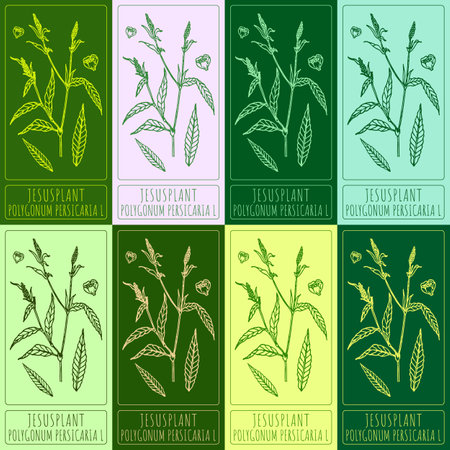 Set of vector drawings of JESUSPLANT in different colors. Hand drawn illustration. Latin name POLYGONUM PERSICARIA L.のイラスト素材