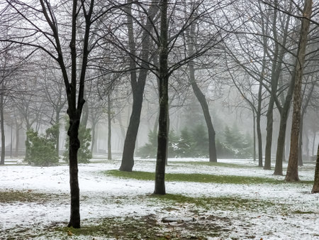 Fog in a city park. Sad autumn landscape. Fog means a change in weather.の写真素材