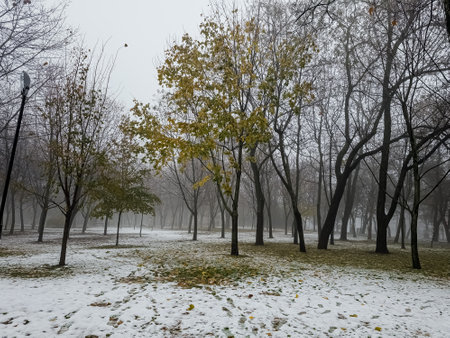 Fog in a city park. Sad autumn landscape. Fog means a change in weather.の写真素材