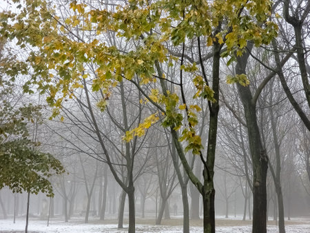 Fog in a city park. Sad autumn landscape. Fog means a change in weather.の写真素材