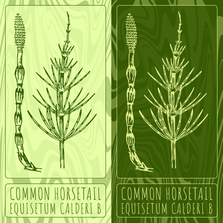 Vector drawings FIELD HORSETAIL. Hand drawn illustration. Latin name EQUISETUM ARVENSE L.のイラスト素材