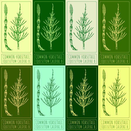 Set of vector drawings of JFIELD HORSETAIL in different colors. Hand drawn illustration. Latin name EQUISETUM ARVENSE L.のイラスト素材