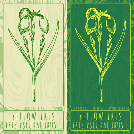 Vector drawings YELLOW IRIS. Hand drawn illustration. Latin name IRIS PSEUDACORUS L.のイラスト素材