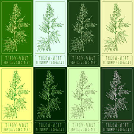 Set of vector drawings of BROAD-THROW-WORT in different colors. Hand drawn illustration. Latin name LEONURUS CARDIACA L.のイラスト素材
