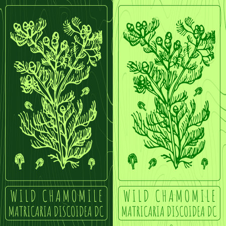 Vector drawings WILD CHAMOMILE. Hand drawn illustration. Latin name MATRICARIA DISCOIDEA DC.のイラスト素材
