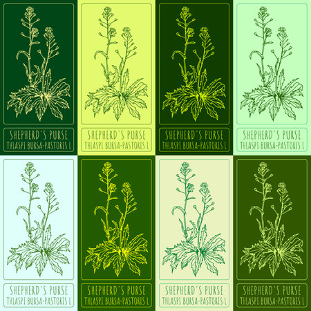 Set of vector drawings of shepherd's purse in different colors. Hand drawn illustration. Latin name THLASPI BURSA-PASTORIS L.のイラスト素材