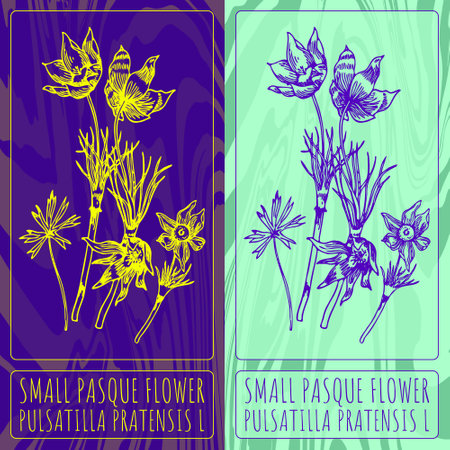 Vector drawings SMALL PASQUE FLOWER. Hand drawn illustration. Latin name PULSATILLA PRATENSIS L.のイラスト素材
