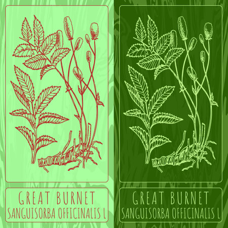Vector drawings GREAT BURNET. Hand drawn illustration. Latin name SANGUISORBA OFFICINALIS L.のイラスト素材