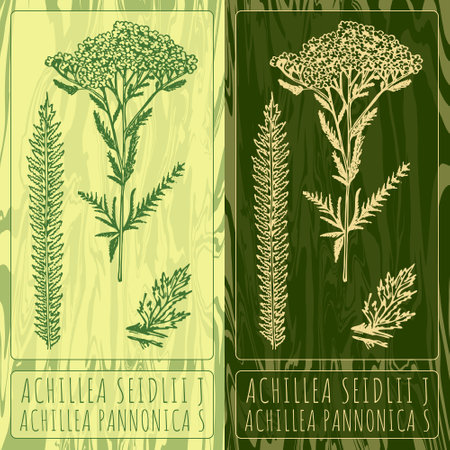Vector drawings Achillea seidlii. Hand drawn illustration. Latin name Achillea pannonica S.のイラスト素材