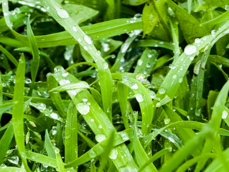 Fresh green grass with water drops close-up. Ross in the spring.の写真素材