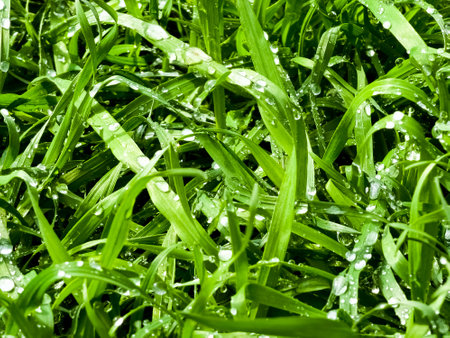 Fresh green grass with water drops close-up. Ross in the spring.の写真素材